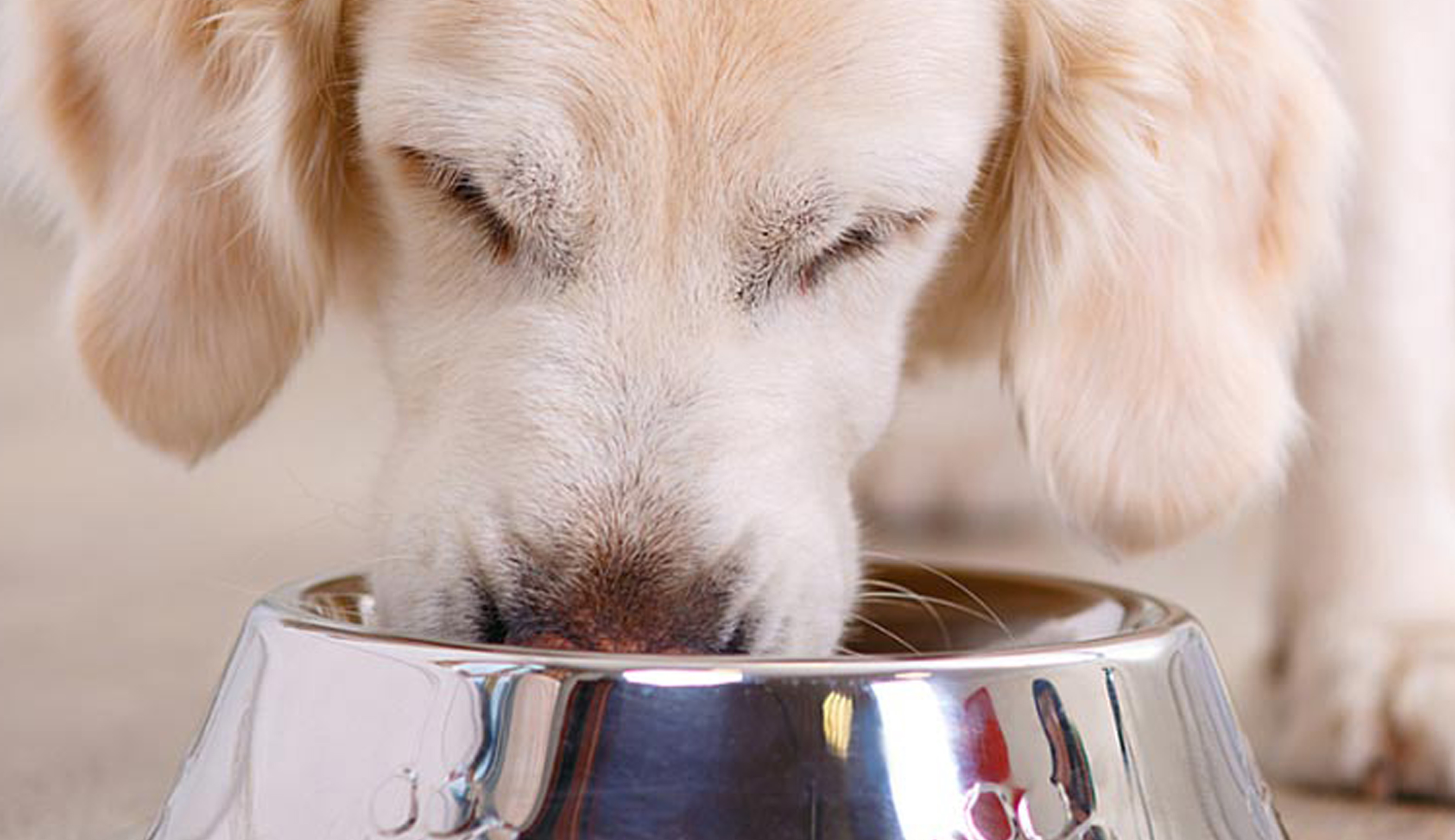 The Mythology of Protein Restriction in Dogs with Reduced Kidney Function