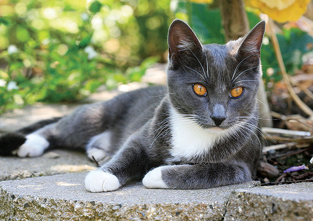 What changes in a cat’s diet when it is neutered?